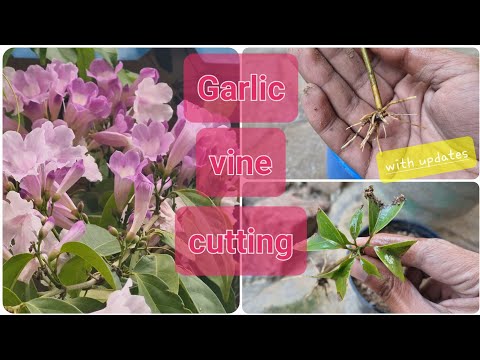 , title : 'Garlic vine grow from cutting'