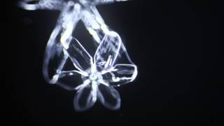 This Time Lapse Video of Snowflakes Being Formed is Absolutely Beautiful «TwistedSifter