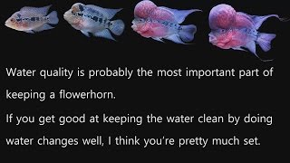 Flowerhorn Fish Growth Chart