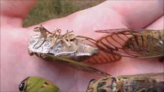 Locusts life cycle, Cicadas Hatching Timelapse