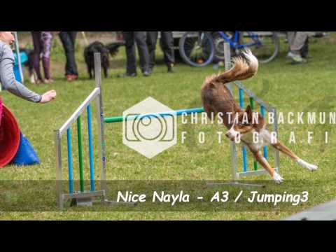 Nice Nayla - A3/Jumping3  - Agility All Stars Turnier