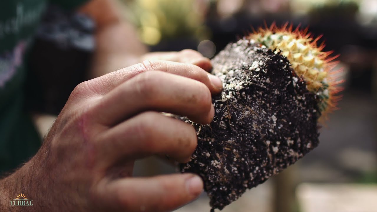 Watch Now Tudo sobre Terral Cactos e Suculentas PRO Tudo sobre Terral Cactos e Suculentas PRO