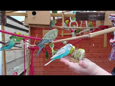 2 hours of Budgies Singing Playing in their Aviary