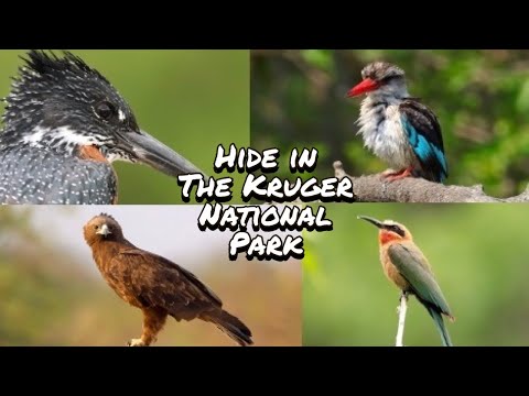 Hide in The Kruger | Lake Panic | Kruger National Park | Videography