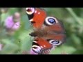Бабочка в высоком разрешении. Butterfly in high resolution. 