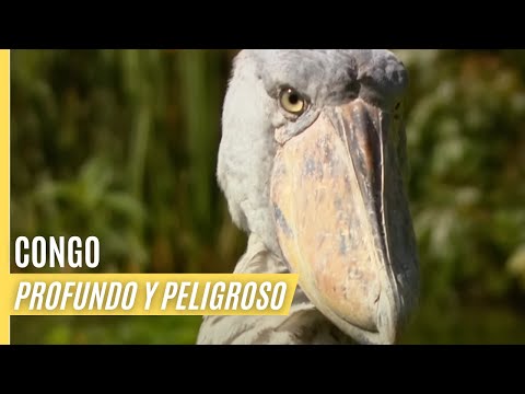 Congo - Profundo y Peligroso