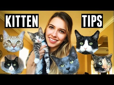 15 THINGS I WISH I KNEW BEFORE GETTING A CAT/KITTEN