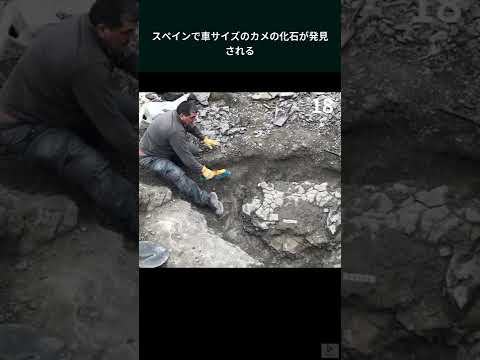 驚異の「半亀の化石」