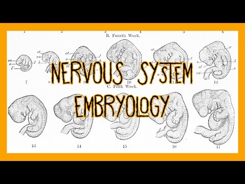 Embryology of the Nervous System