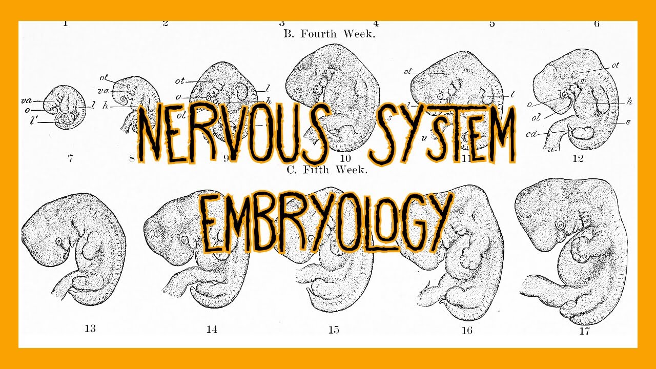 Embryology of the Nervous System