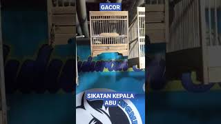 Download lagu SI mungil.. tembakan rapat SIKATAN KEPALA ABU#shorts mp3 Download lagu SI mungil.. tembakan rapat SIKATAN KEPALA ABU#shorts mp3