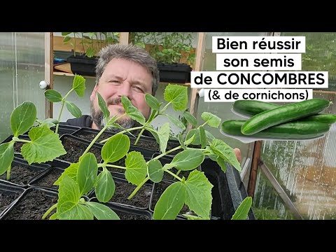 , title : 'Comment réussir son semis de CONCOMBRES 🥒 (& de cornichons) 『TUTO』'