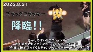 [2026.8.21] マスコット就任以来初めて黒髪にして登場した、試合終了後のコラッキー！ ＠SGLスタジアム～内野指定席(3塁)視点～ 【阪神タイガース】