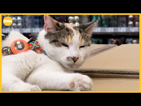 Lowe's cat accidentally hitchhikes to another state