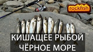 Как ловить ставриду в анапе