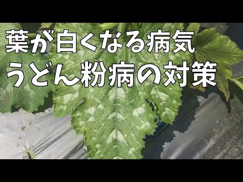 ズッキーニに牛乳を注ぐ