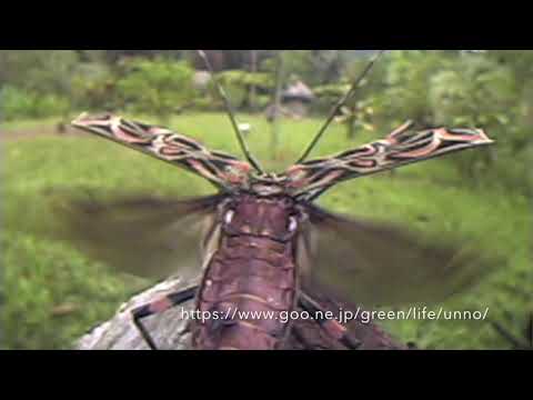 テナガカミキリ　Harlequin beetle