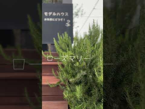 庭で安心して育てることができる、湿った土壌に最適な10の最も美しい低木は何ですか？  庭園