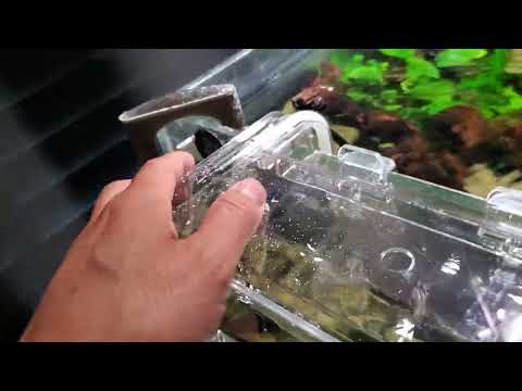 fluval multi chamber holding and breeding box aquarium breeder box