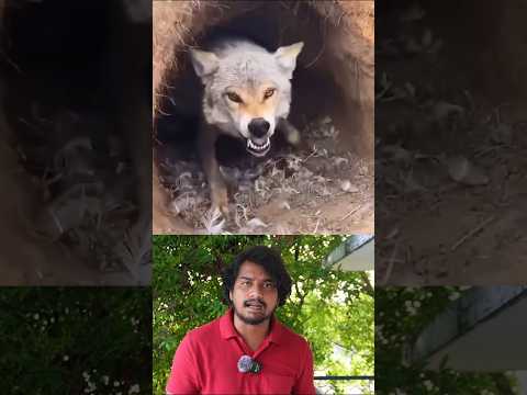 😳Family Bought a Dog Tibetan mastiff … But It Turned Out to Be a Bear // Sri info (Tamil)