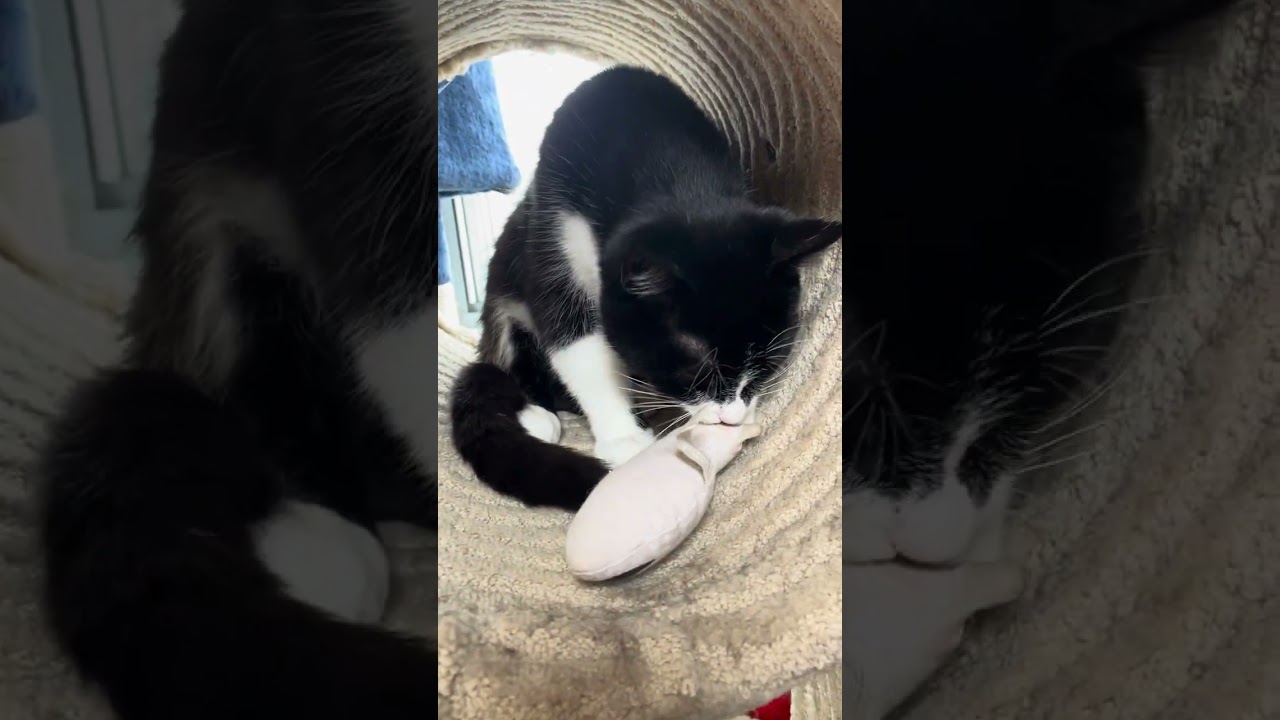 Malika (bonded with Saïd), a ADOPTABLE Domestic Short Hair in Scarborough, ON video 6/6