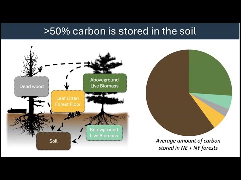 Forest Soils: Carbon and Climate Change