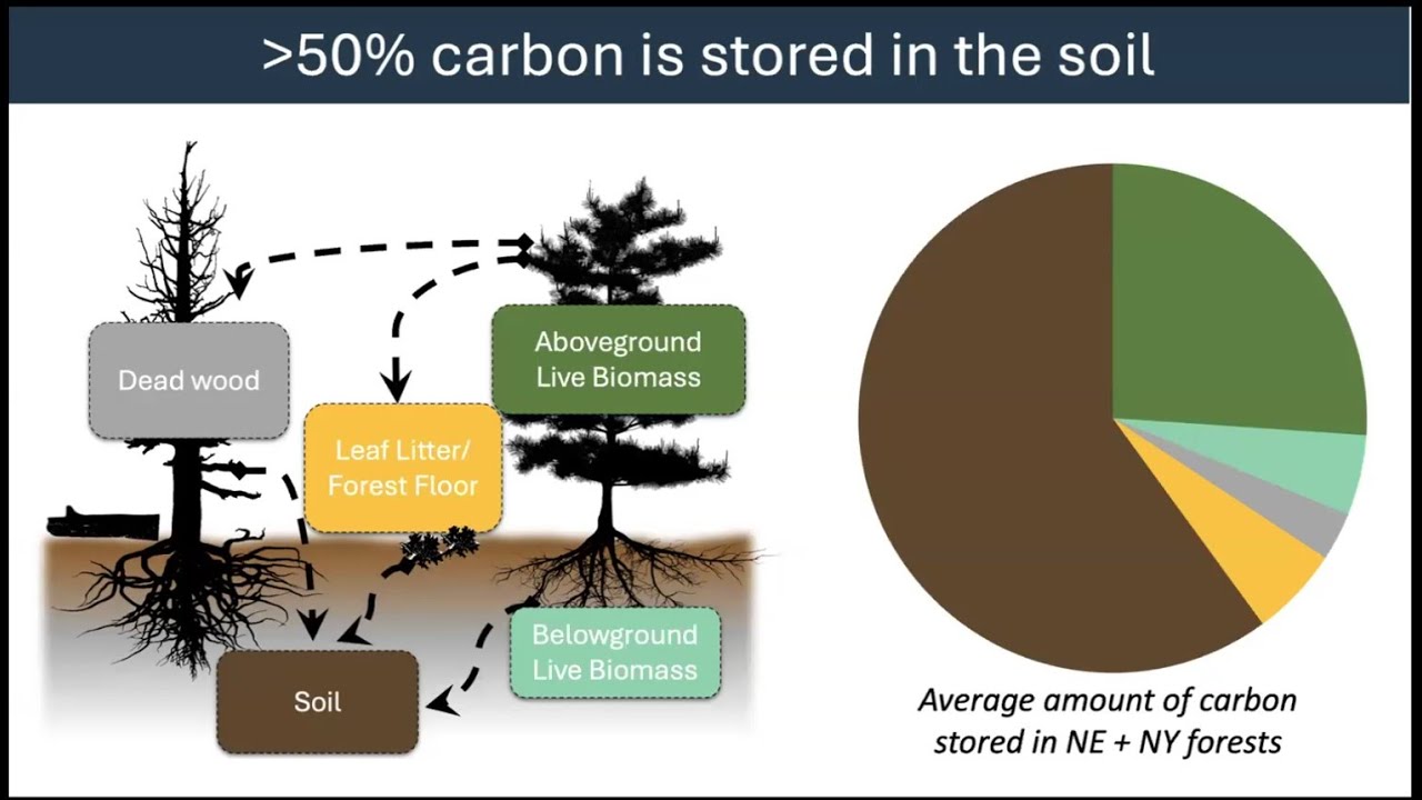 Forest Soils: Carbon and Climate Change