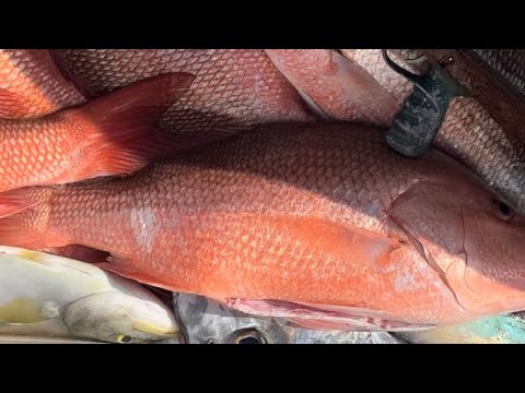Spearfishing for Giant American Red Snapper! (20+ Snapper in One Day!)! Ep.64