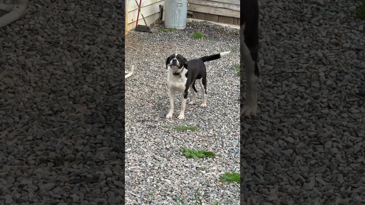 Chopper, a Adoptable mixed breed in Bakersville, NC video 4/5