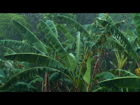 Duerma Instantáneamente en 11 Minutos con Sonido de Lluvia en el campo - Lluvia fuerte con viento