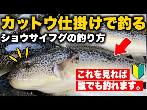 カットウ仕掛けで釣るショウサイフグの釣り方をプロが徹底解説。カットウフグシーズン到来！！