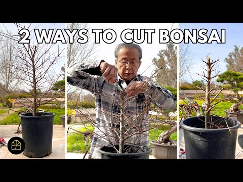 , title : 'How to Turn Chinese Elm Nursery Trees Into Bonsai'