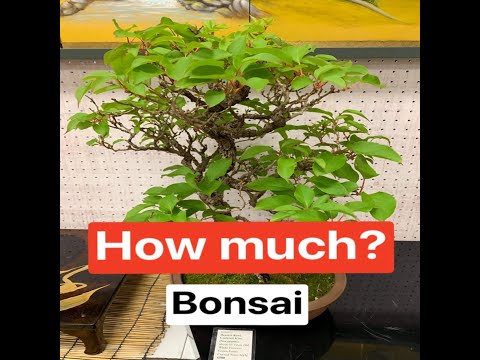 Types of Bonsai Plants | How Much it Cost? | #bonsai | #bonsaitree | #plants | #japan | #venturesfan