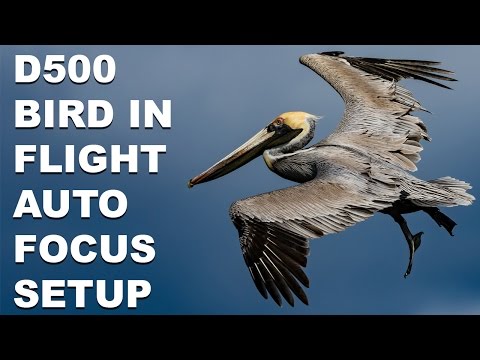 Nikon D500 Bird In Flight Autofocus System Setup