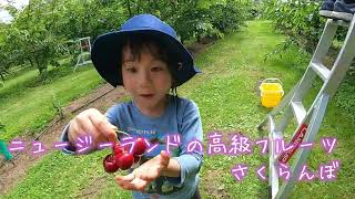ニュージーランドで高級サクランボ狩り/ワーホリの季節労働でも人気!