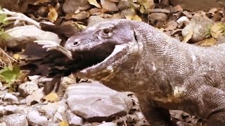 Komodo Dragon Eating Chicken