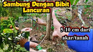 Download lagu Cara Sambung Kopi Menggunakan Bibit Lancuran mp3