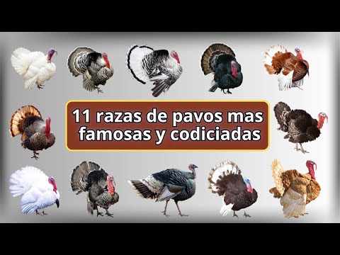, title : '11 razas de pavos mas famosas y codiciadas a nivel mundial'