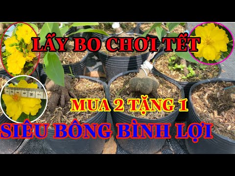 ☎️ 0353832312 Nhi ☎️🛑 Mai Giống Lấy BO Chơi Tết Siêu Bông Bình Lợi
