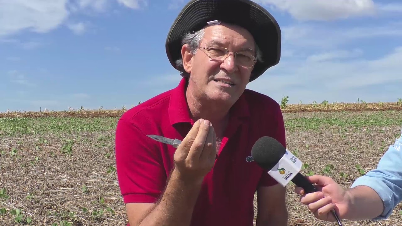 Desafios da Soja - Doenças radiculares podem ser diagnosticadas na pós-colheita