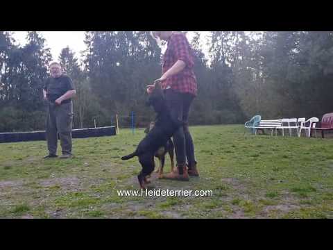 Heideterrier von der Lönsmeute / Besuch Hans Werner Jahnke / Pohlmeyer's Schwarzwild Jagdterrier