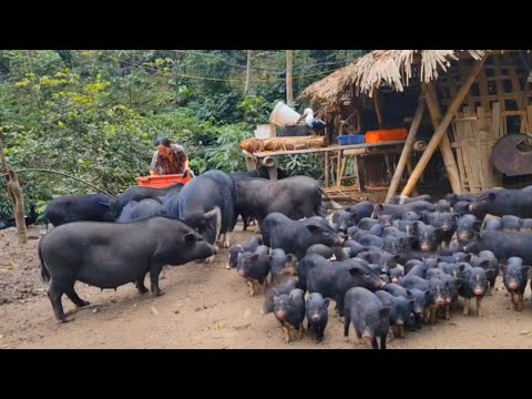 Full video 100 days: journey of taking care of mother pig, piglets have started to eat