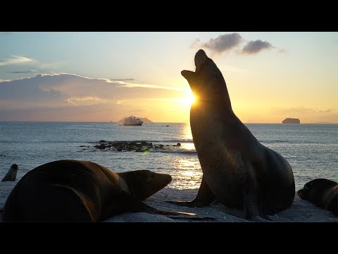 Cruise video 2