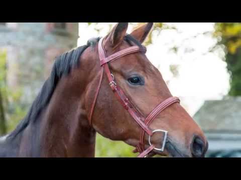 Conthana - 2011 16.2 Bay Mare x Conthargos x Nagano x Aldatus Z