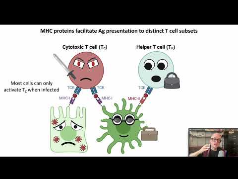 1.2 Grundlagen der Antigenpräsentation (Immunologie 2025)