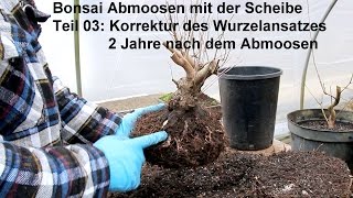 Bonsai Abmoosen mit Scheiben - 03: Wurzelkorrektur nach 2 Jahren