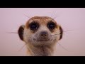Meerkat Pups Get Left Behind Dynasties II BBC Earth