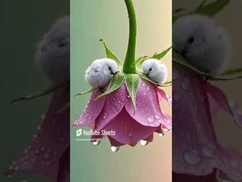 surah kawthar #shortvideo #viralvideo #love #foryou