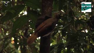 Download lagu Suara Ngotot dari Burung Cendrawasih Paruh Bengkok, Cocok untuk Terikan Murai !!! mp3 Download lagu Suara Ngotot dari Burung Cendrawasih Paruh Bengkok, Cocok untuk Terikan Murai !!! mp3