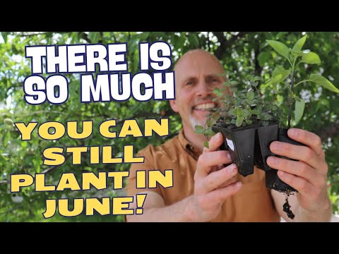Yes You Can Still Plant Your Garden in June!